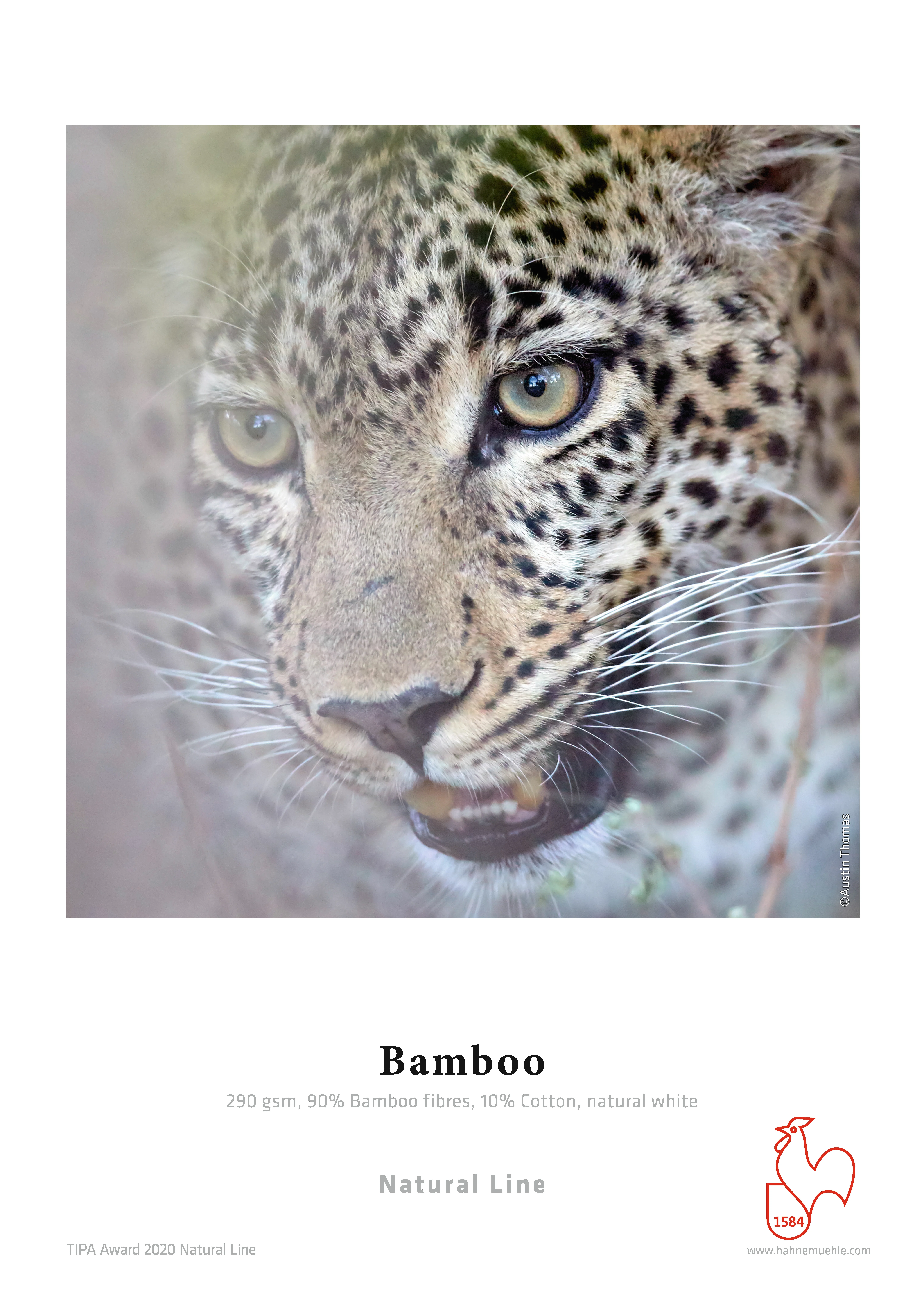 Bamboo 