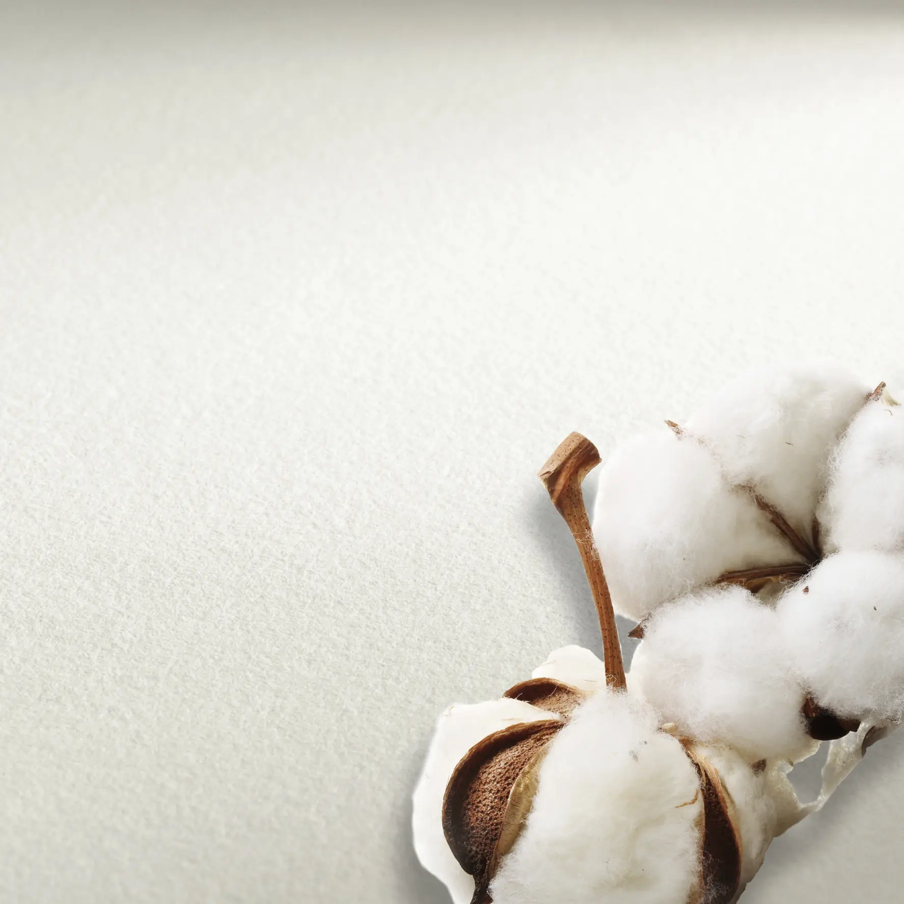 cotton, cotton boll, white, fiber, soft