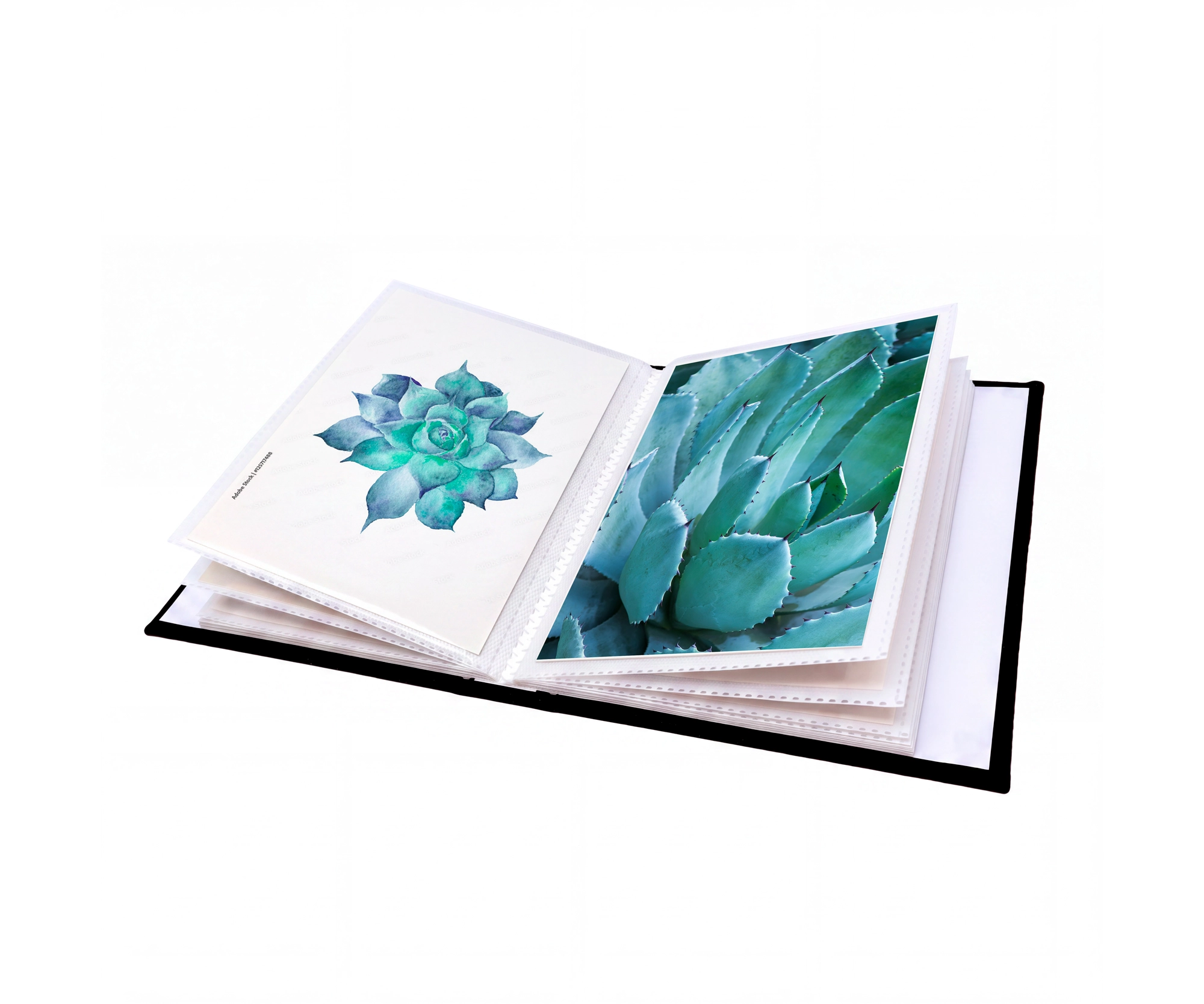 photo album, open book, succulent, plants, blue-green