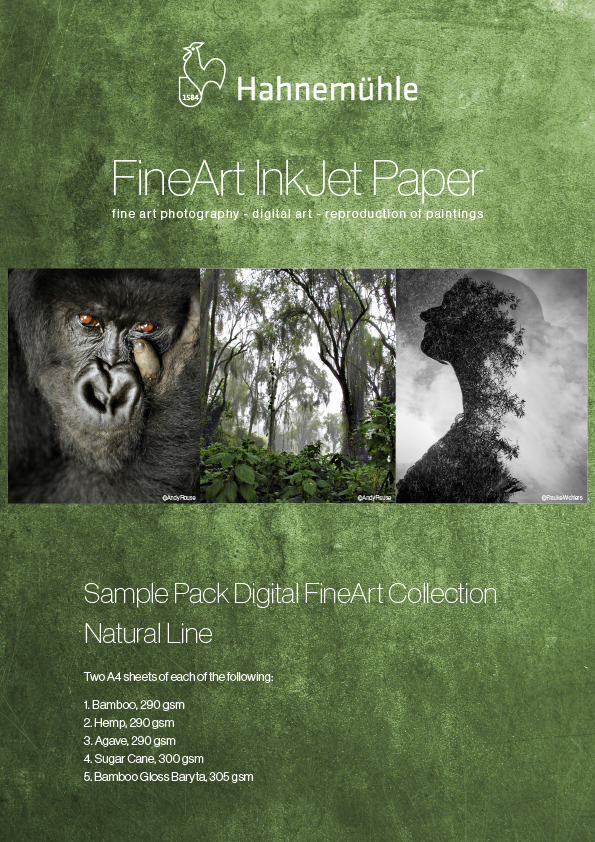 monkey, forest, nature, photography, art